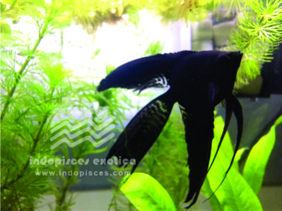 Pterophyllum Scalare